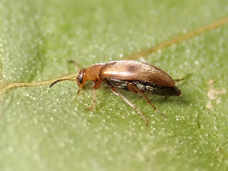 Scraptiidae?? Anaspis sp.